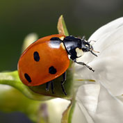 Integrated Pest Management