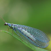 Beneficial Insects & Organisms