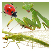 Beneficial Insects - Generalists