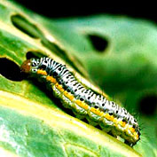 Caterpillars & Moths