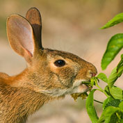Critter Control - Birds, Rodents, Deer & More