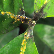 Plant Diseases & Solutions