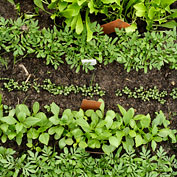 Garden & Greenhouse Insecticides & Repellents