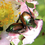 Grub & Beetle Control