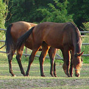 Horse & Livestock Insect Control