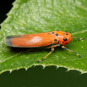 Leafhoppers & Planthoppers