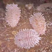 Mealybugs & Other Soft-bodied Pests