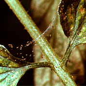 Mites
