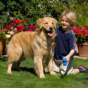 Household Pets
