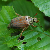 Identify or Find Solution By Pest