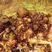 Plant Parasitic Nematodes