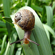 Slugs & Snails