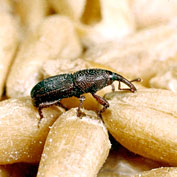 Stored Product Pests
