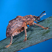 Weevils