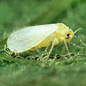 Whitefly