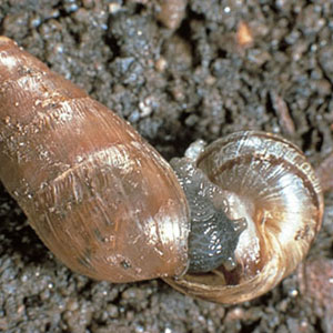 Decollate Snail <I>Rumina decollata</I> 100