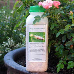 Green Lacewing Larvae in Bottle - 1000