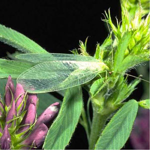 Green Lacewing Eggs <I>Chrysoperla sp</I>