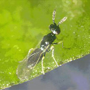 Warm Weather Leafminer Parasitoid <I>Diglyphus isaea</I>