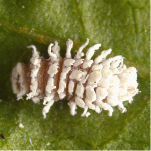 Mealybug Destroyer <I>Cryptolaemus montrouzieri</I> 100 Larvae