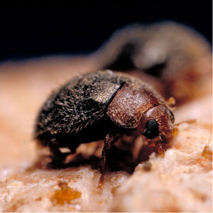Purple Scale Predator <i>Lindorus lophanthae</i>