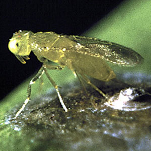 Red Scale Parasite <I>Aphytis melinus</I>