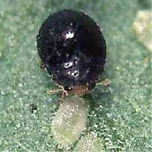 Sweet Potato Whitefly Beetle <I>Delphastus catalinae</I>