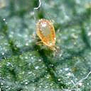 <I>Galendromus occidentalis</I>, Mite Predator, 1,000