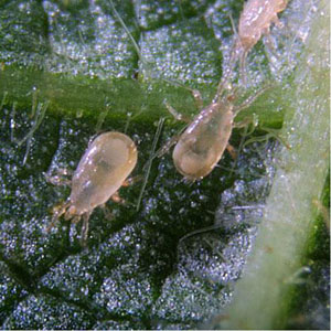 Thrips Mite <I>Cucumeris/ Amblyseius (Neoseiulus)</I>