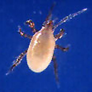 Thrips Mite - <I>Hypoaspis sp. (Geolaelaps sp.)</I>