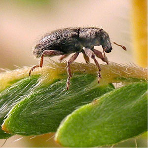Puncturevine Weevils