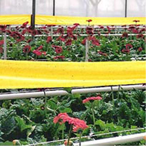 Yellow Ribbon Sticky Trap, 100 feet