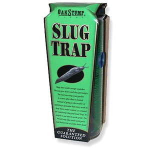 Slug Trap by Oak Stump