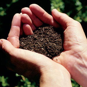 Soil Analysis