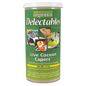 Live Cocoon Capers - 1 Vial - 1.3 oz