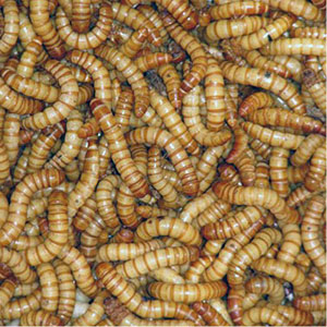 Mealworms -<I>Tenebrio molitor</I>