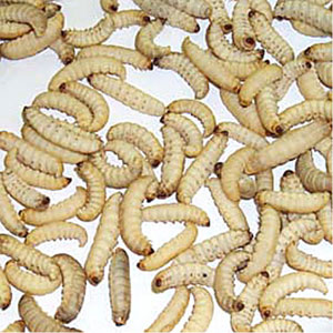 Waxworms - <I>Galleria mellonella</I> - 1,000