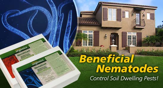 Beneficial Nematodes >