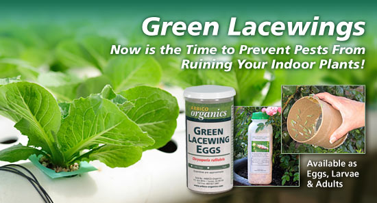 Order Green Lacewings >
