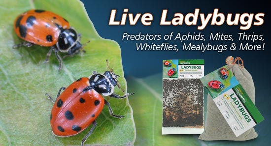 Order Live Ladybugs >