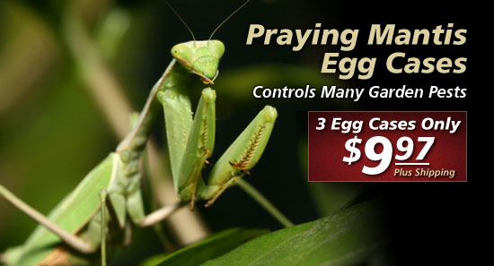 Order Praying Mantis Eggs >