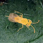 Whitefly Parasite <I>Eretmocerus eremicus</I>