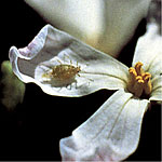 Aphid Predator <I>Aphidoletes aphidomyza</I>