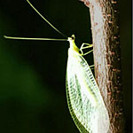 Green Lacewing <I>Chrysoperla sp</I> - 1,000 eggs