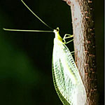 Green Lacewing - 2,000 Hanging Release Pack