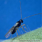 <i>Dacnusa siberica</i>, Cool-Weather Leafminer Parasitoid - 500 adults