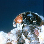 Mealybug Destroyer <I>Cryptolaemus montrouzieri</I> 1000 Adults