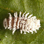 Mealybug Destroyer <I>Cryptolaemus montrouzieri</I> 100 Larvae