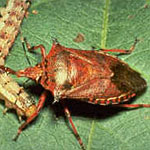 Spined Soldier Bug <I>Podisus maculiventris</I> 250 Eggs