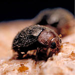 Purple Scale Predator <i>Lindorus lophanthae</i>